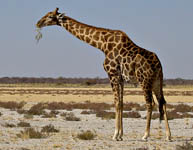 girafe